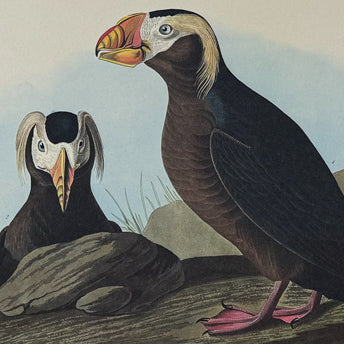 Audubon, Amsterdam