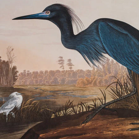 Audubon, Birds of America