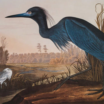 Audubon, Ariel