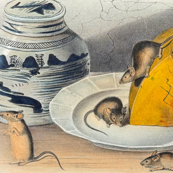 Audubon, Quadrupeds