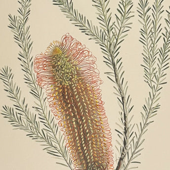 Banks' Florilegium