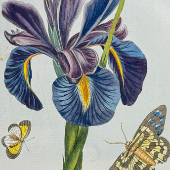 Buchoz, Entomology