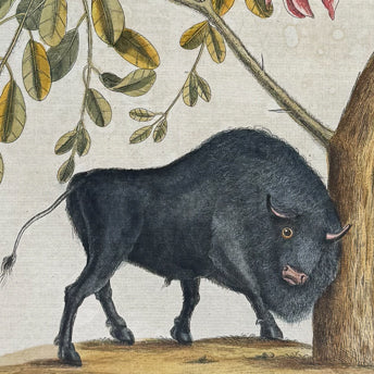 Catesby, Mammals