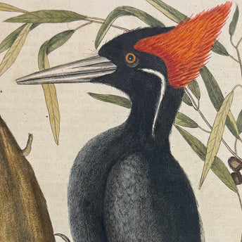 Catesby
