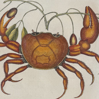 Catesby, Sea Life