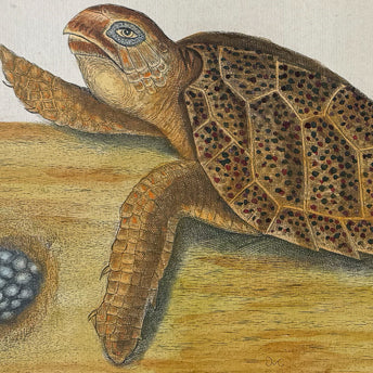 Catesby, Reptiles