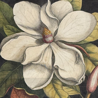 Catesby, Botanicals