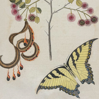 Catesby, Entomology