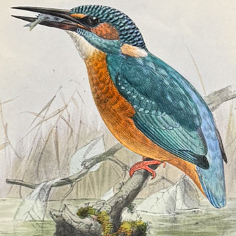 Dresser, History of the Birds of Europe