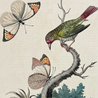 Edwards, Insects