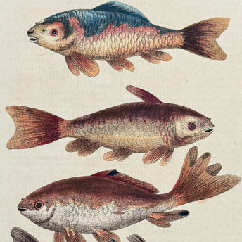 Edwards, Sea Life