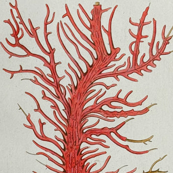 Esper, Sea Life