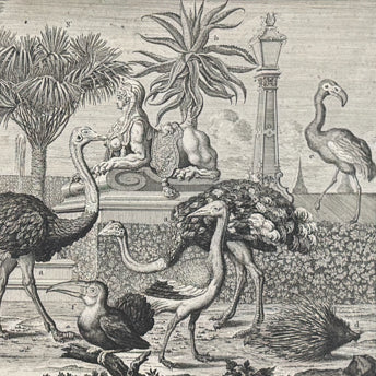 Kleiner, Birds