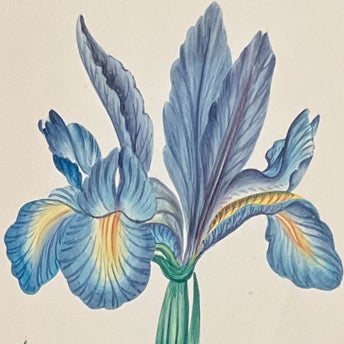 Original Botanical Watercolors