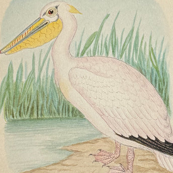 Natural History Watercolors, Birds