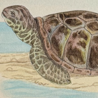 Natural History Watercolors, Reptiles