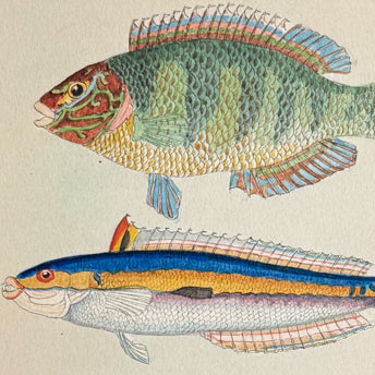 Natural History Watercolors, Sea Life