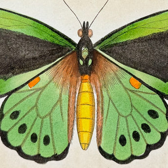 Shaw & Nodder, Entomology