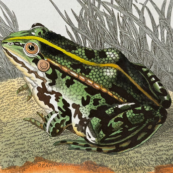 Shaw & Nodder, Reptiles