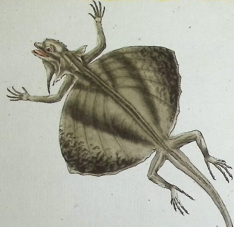 Martinet, Reptiles & Amphibians