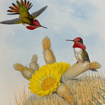 Gould, Hummingbirds