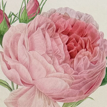 Botanicals
