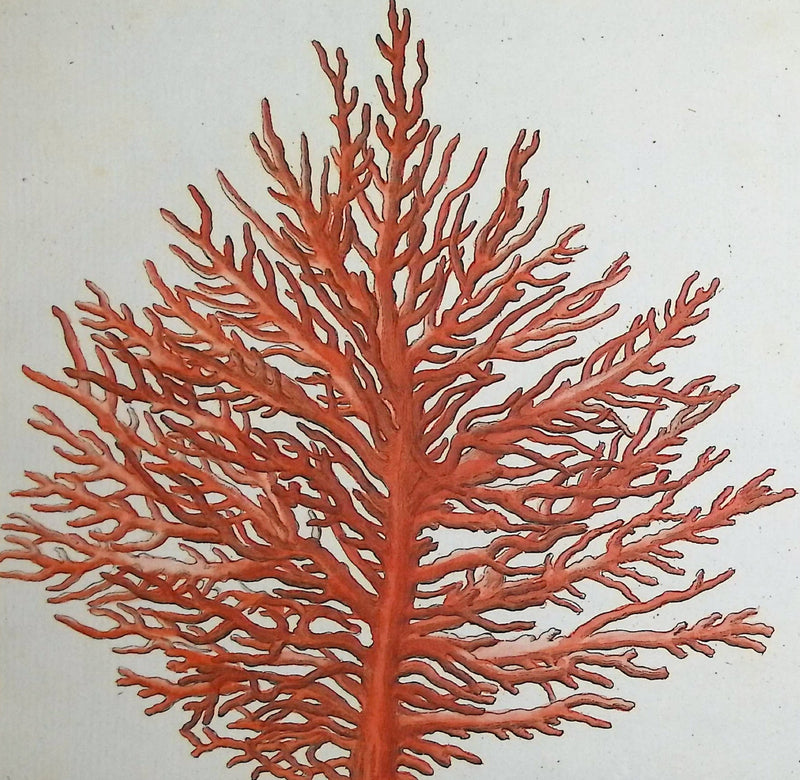 Martinet, Coral