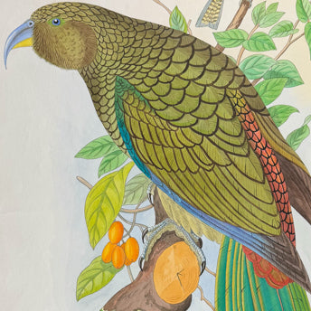 Original Bird Watercolors
