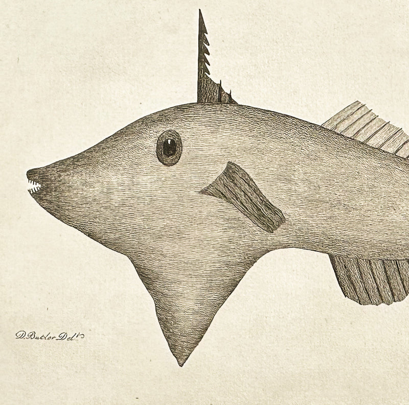 Phillip, Sea Life