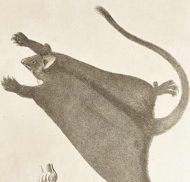 Phillip, Mammals