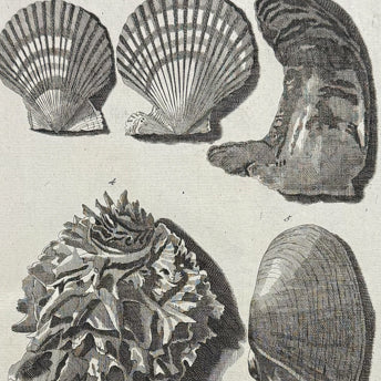 Valentijn