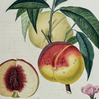 Poiteau & Turpin