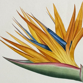 Redoute, Liliacees