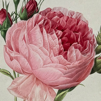 Redoute, Album