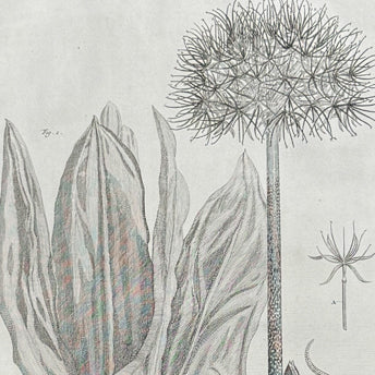Seba, Botanicals
