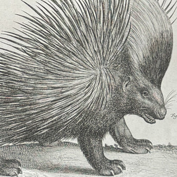 Seba, Mammals