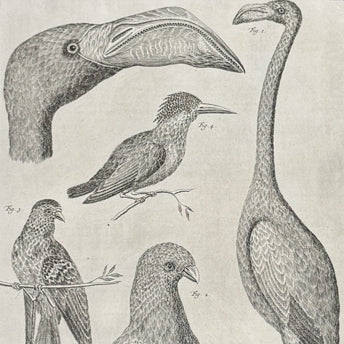 Seba, Birds