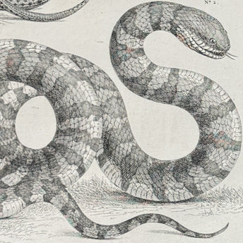 Seba, Reptiles