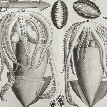Seba, Sea Life