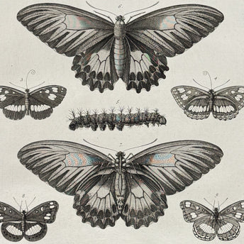 Seba, Insects
