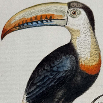 Seligmann, Birds