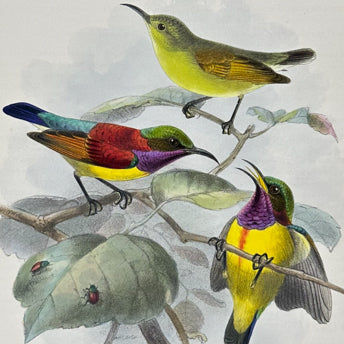 Shelley & Keulemans
