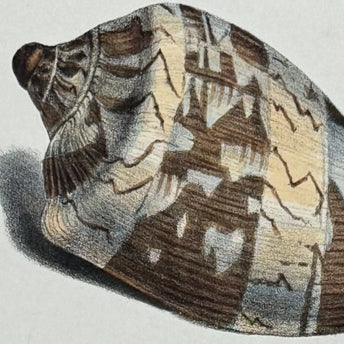 Swainson