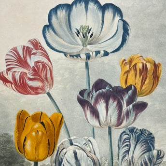 Thornton - Folio