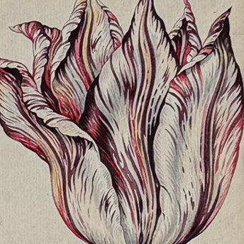 Tulip Watercolors