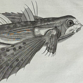 Willughby