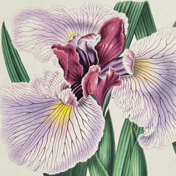 Witte