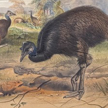 Wolf, Birds