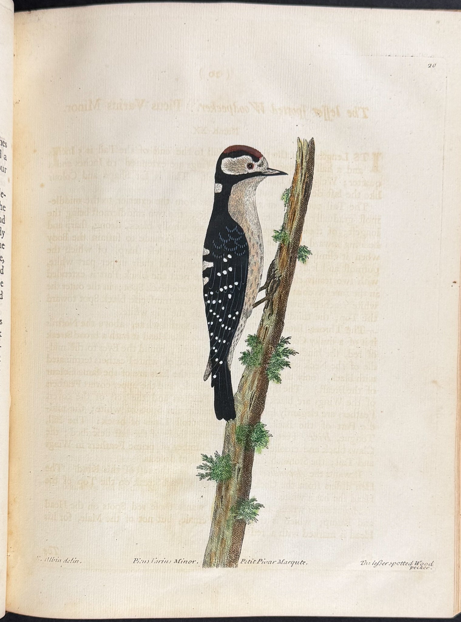 Natural History of Birds