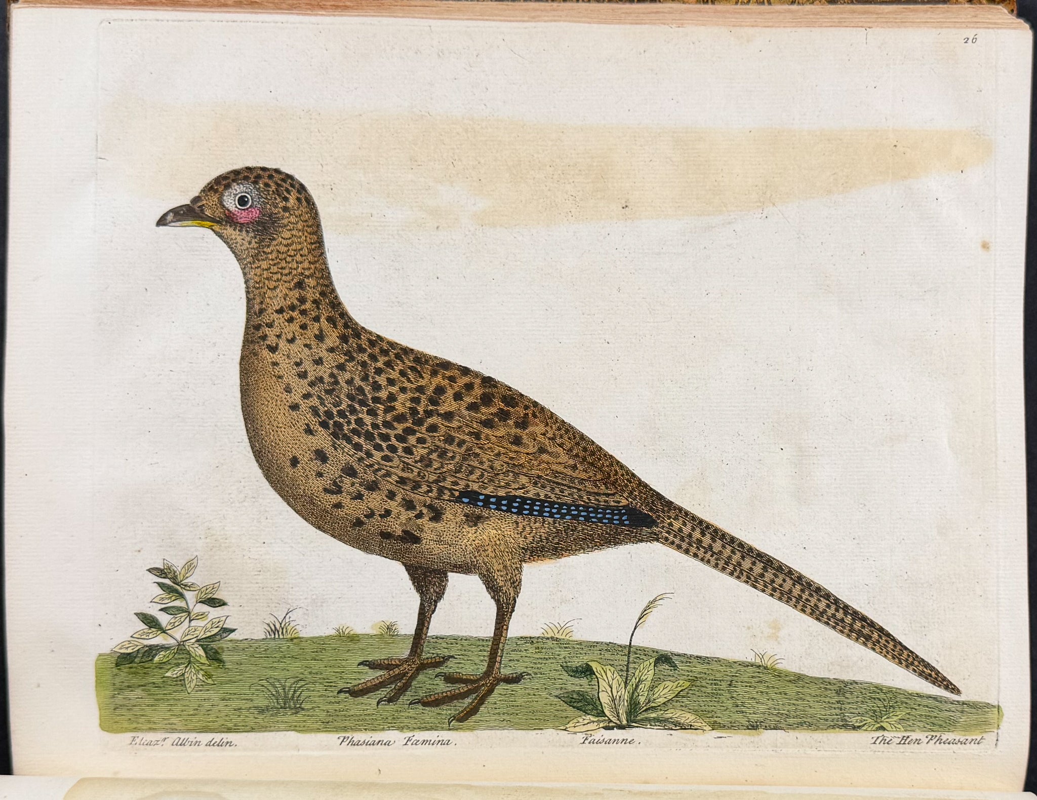 Natural History of Birds